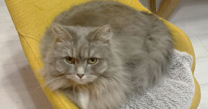 鈴木てるみ社労士事務所業務内容